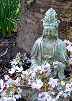 Blossom & Buddha