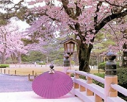 Cherry Blossom Temple Of Love