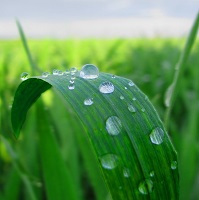 Raindrops for Reiki