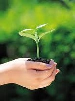 Seedling in Hands Reiki