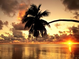 Beautiful Sunset Palm Tree Reiki